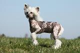 CHIEN NU CHINOIS 127